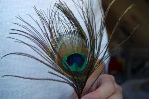 Pictures of feathers - fashion decor inspiration - luscious blog - feathers ideas.jpg